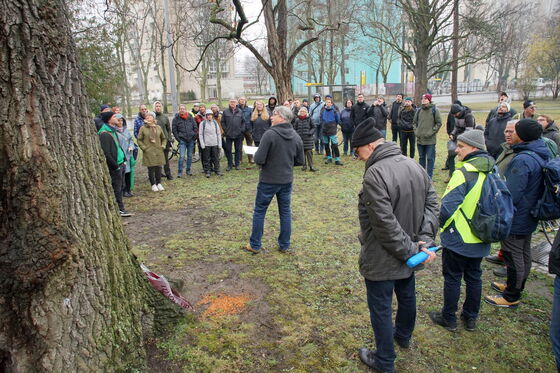Birk Albert an einer alten Zerr-Eiche am Trinitatisplatz in Dresden.