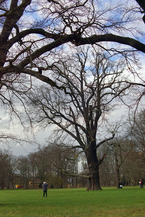 Die Themen der Exkursion waren interessante (Stadt-)Baumarten, Fragen der Verkehrssicherungspflicht, Eingehende Untersuchungen, Regenwassernutzung für Stadtbäume und Aktuelles aus der Baumpflege.