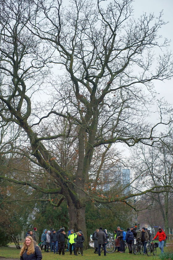 Birk Albert an einer alten Zerr-Eiche am Trinitatisplatz in Dresden.